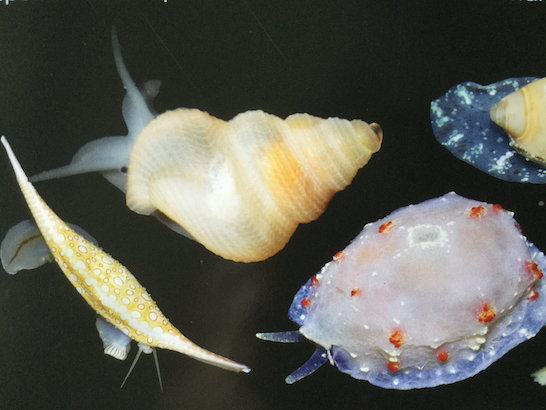 Shell fish found waters around Isle of Pines